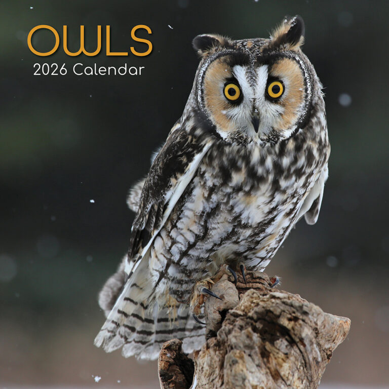 birdwatch-2026-2074.jpeg
