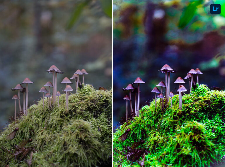mushroom-328.jpeg