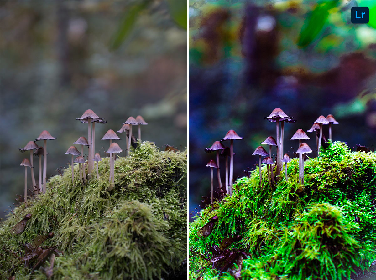 mushroom-328.jpeg