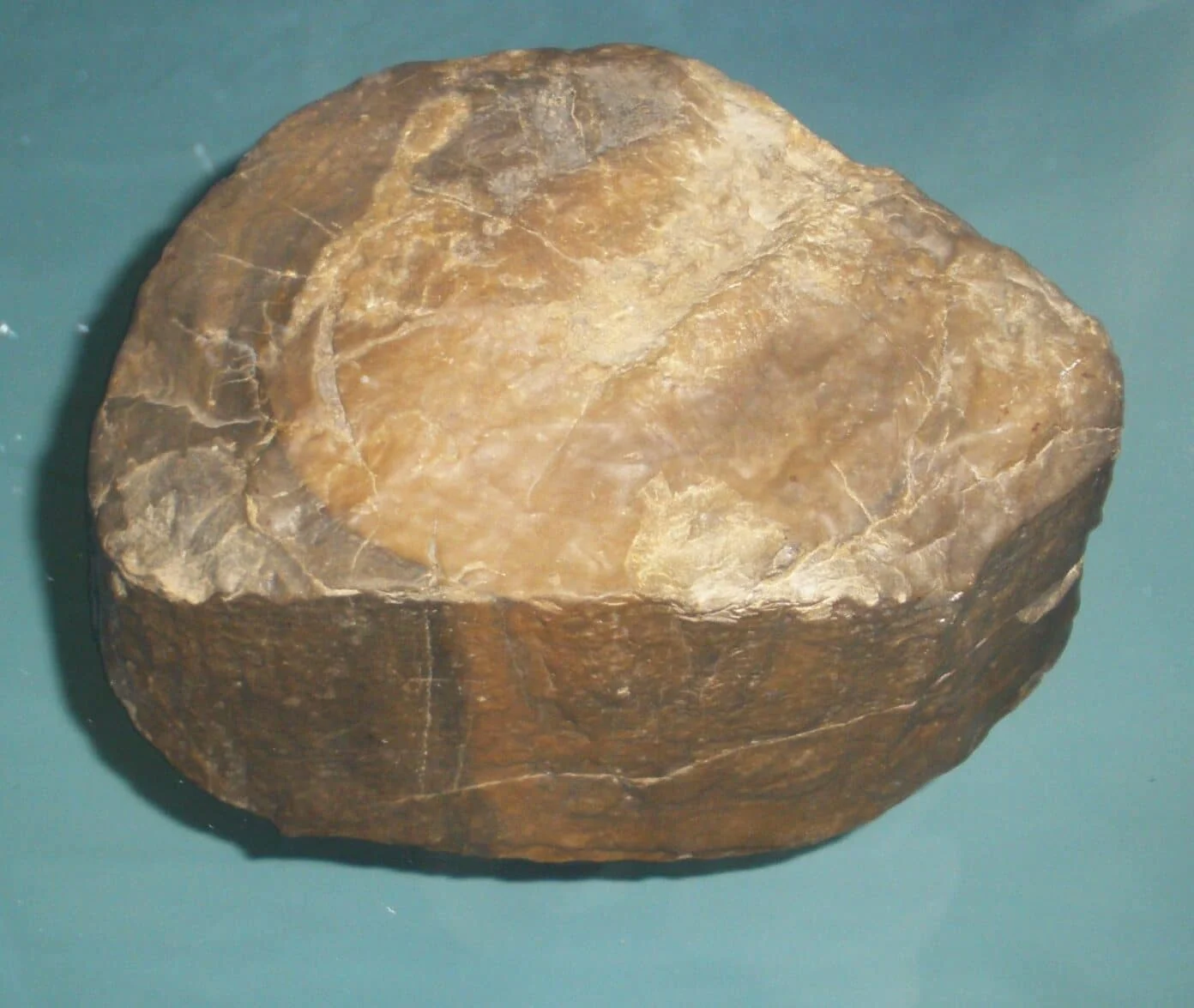prototaxites-fossil-301.webp