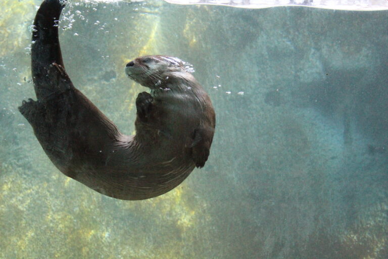 river-otter-495.jpeg