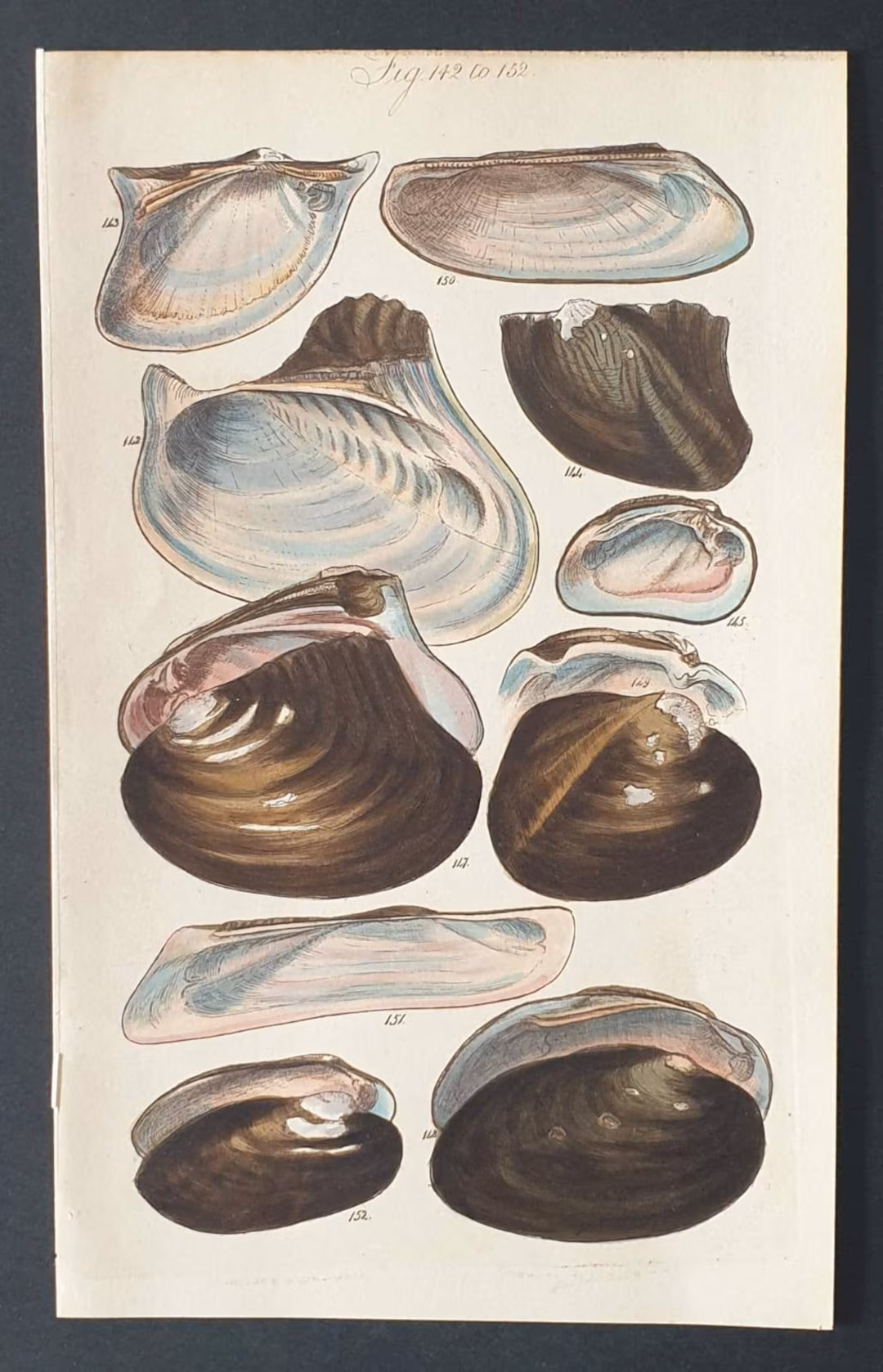 shell-1852.jpg