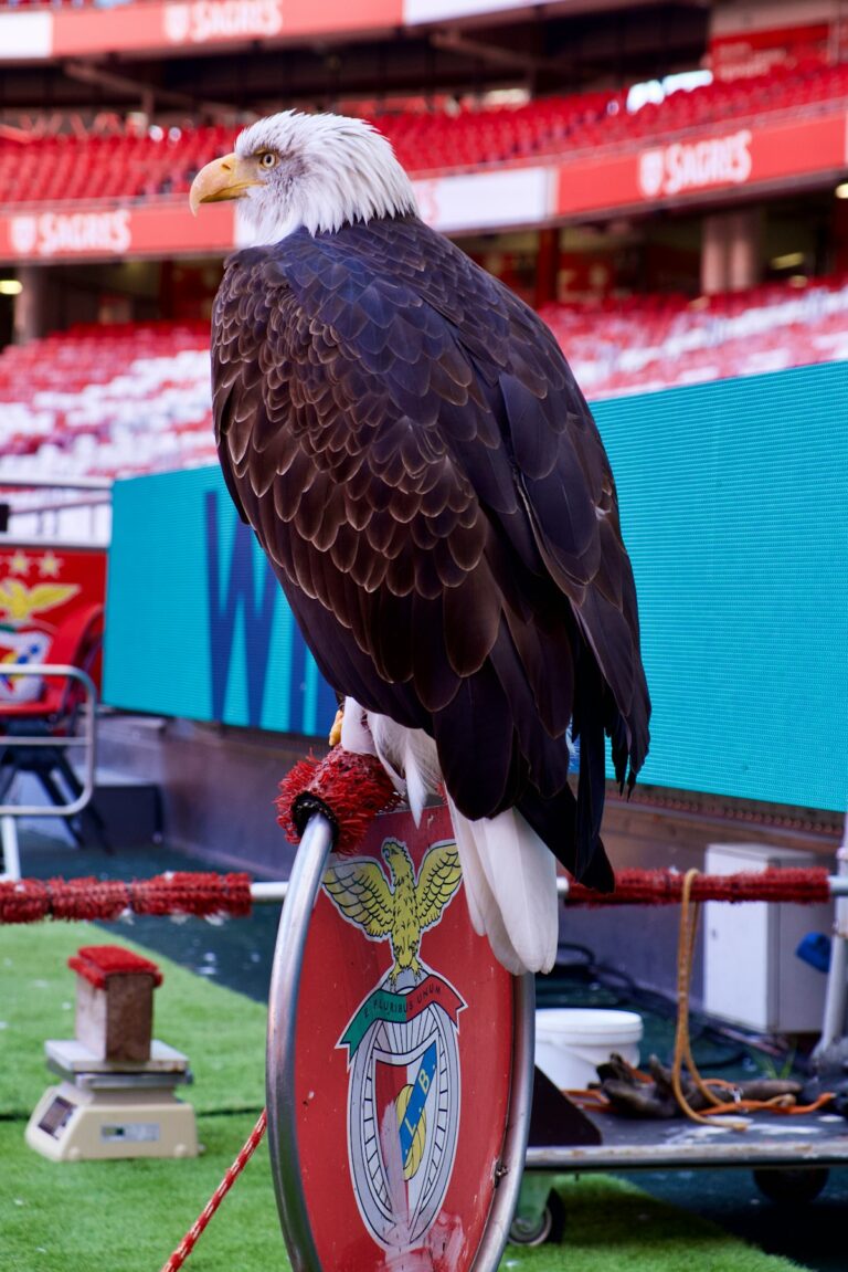 trubin-benfica-181.jpeg