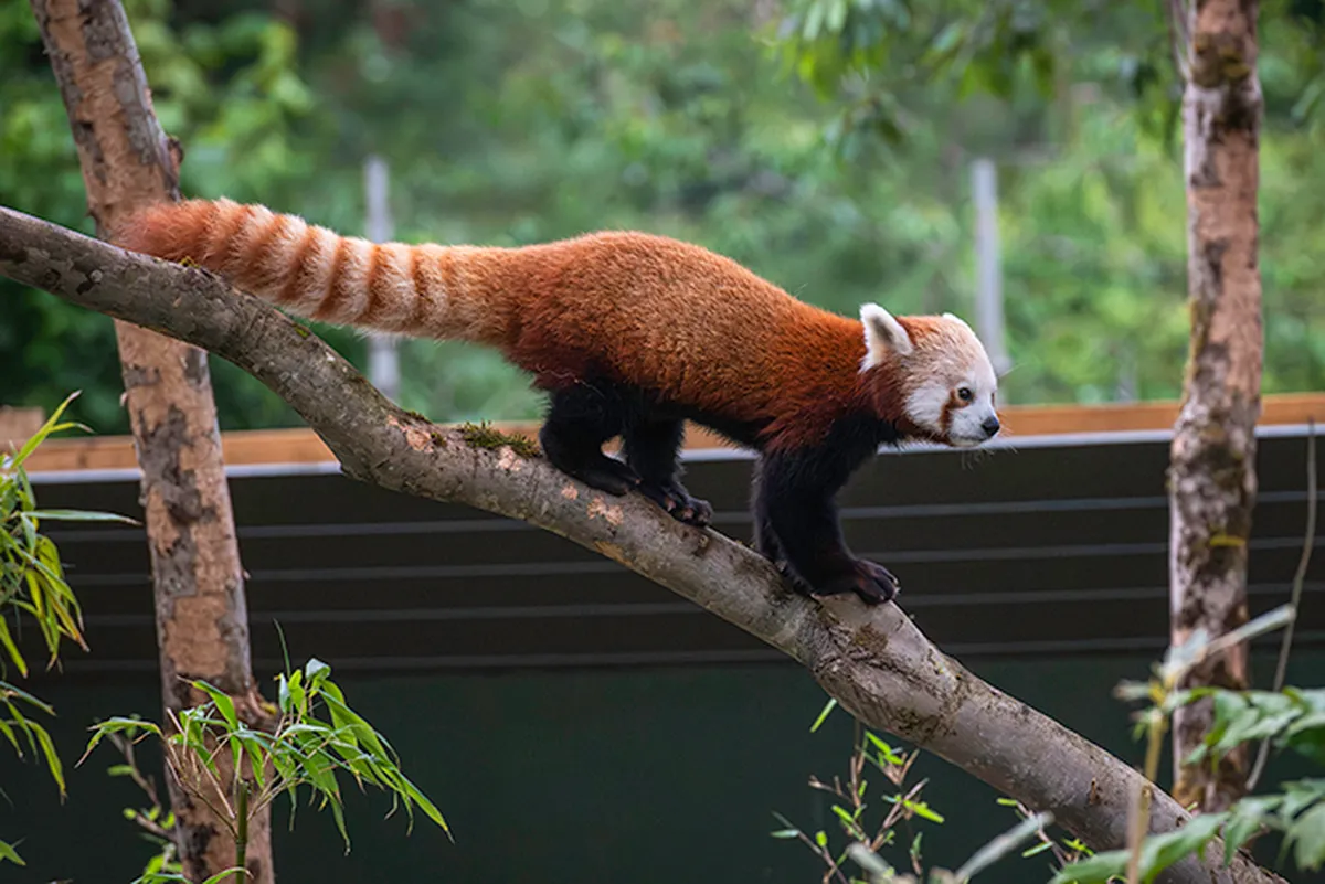 bristol-zoo-190.webp