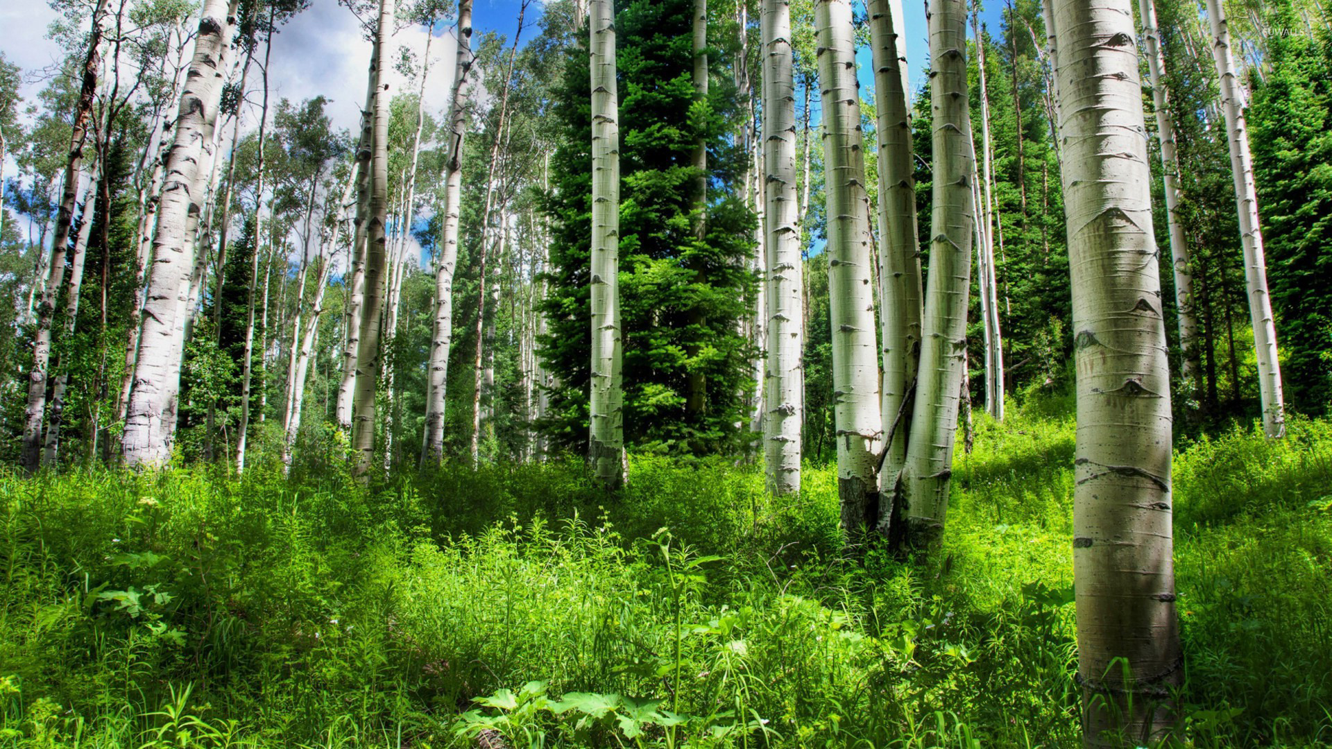 forest-green-1204.jpeg