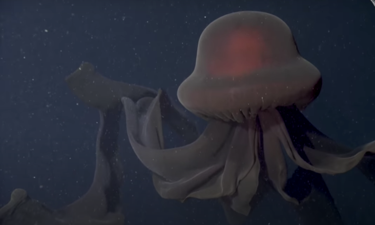 giant-phantom-jellyfish-349.webp