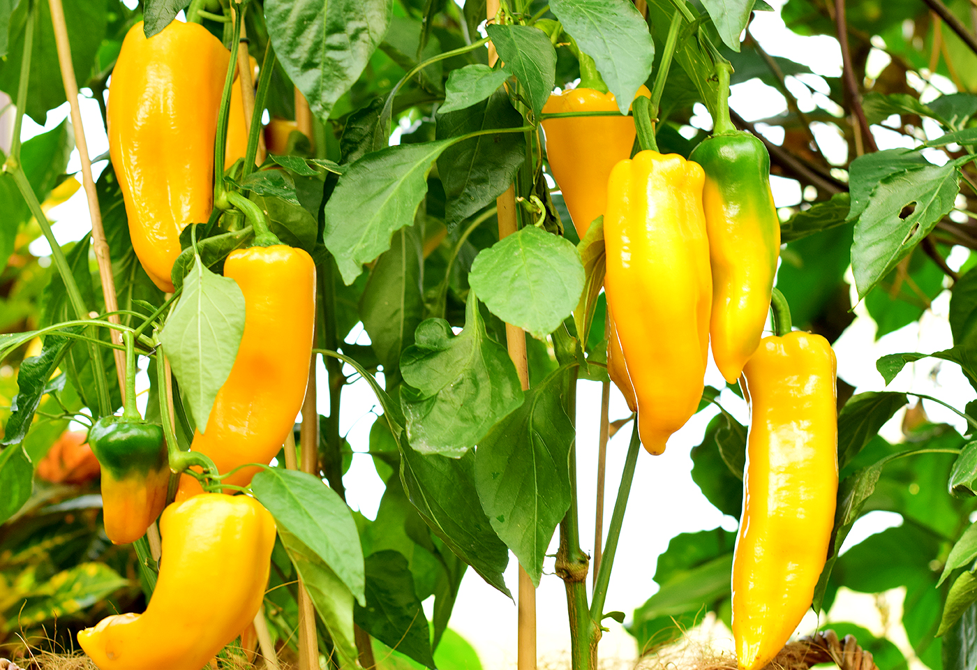 guy-pepper-80.jpeg