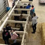 64 calves stolen mercer county — US news