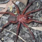 australia giant squid edna research — US news